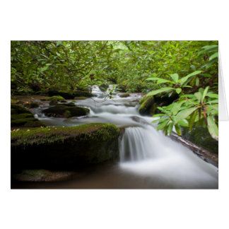 Cartão Sob a placa Rhododendrons