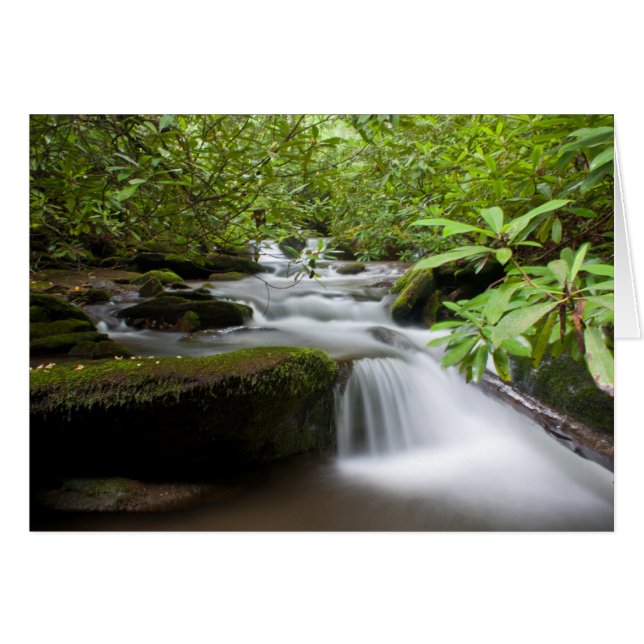Cartão Sob a placa Rhododendrons (Frente Horizontal)