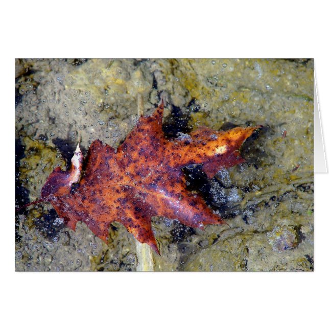 Cartão Sob Água (Frente Horizontal)