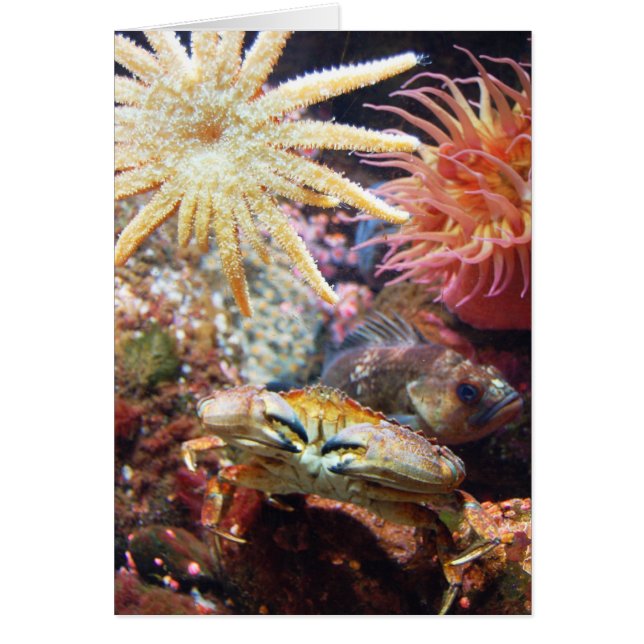 Cartão Sob o mar (Frente)