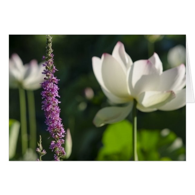 Cartão Sócios (Frente Horizontal)