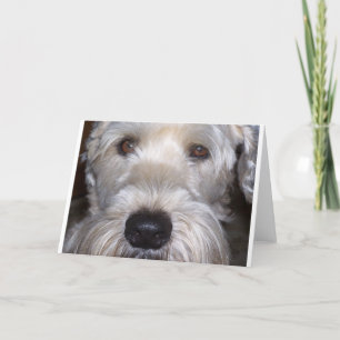 Cartão Soft Coated Wheaten Terrier