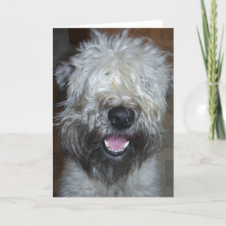 Cartão Soft Coated Wheaten Terrier