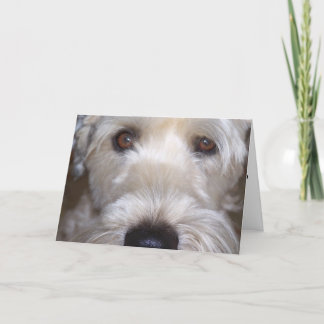 Cartão Soft Coated Wheaten Terrier