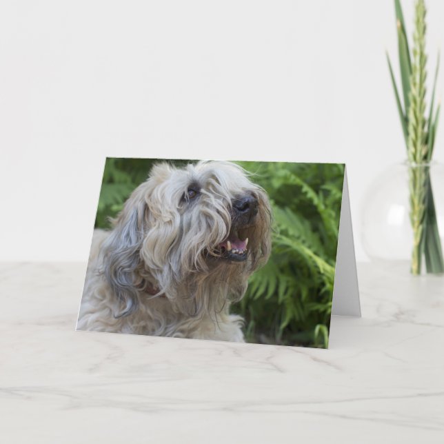 Cartão Soft Coated Wheaten Terrier Birthday Card (Frente)