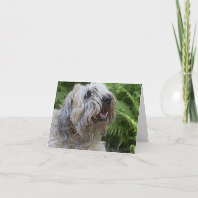 Cartão Soft Coated Wheaten Terrier Blank Note Card Small (Frente)