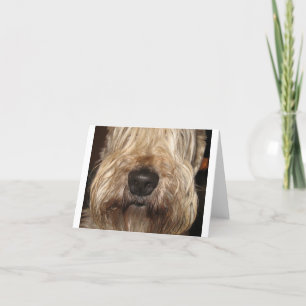 Cartão soft coated wheaton terrier.png