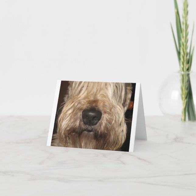 Cartão soft coated wheaton terrier.png (Frente)