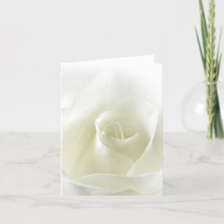 Cartão Soft White Rose Note Card