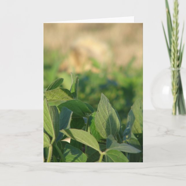 Cartão Soja (Frente)