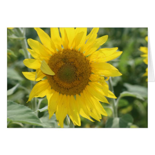 Cartão Sol (Frente horizontal)