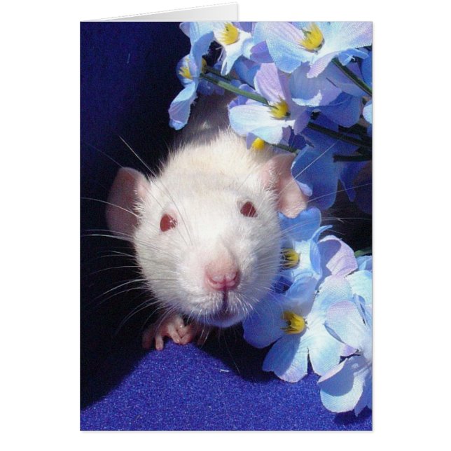 Cartão sol 2 (Frente)