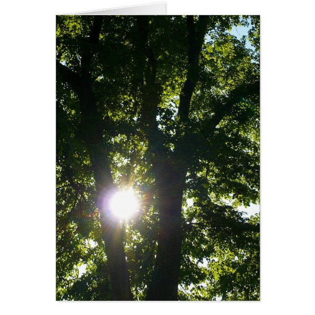 Cartão Sol brilhando através de árvores (Frente)