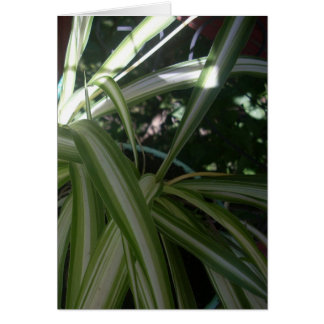 Cartão Sol e Sombra