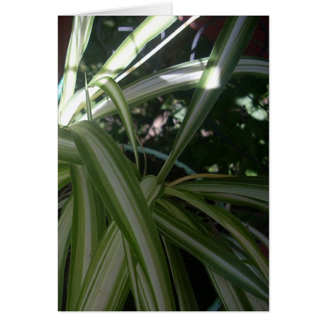 Cartão Sol e Sombra (Frente)