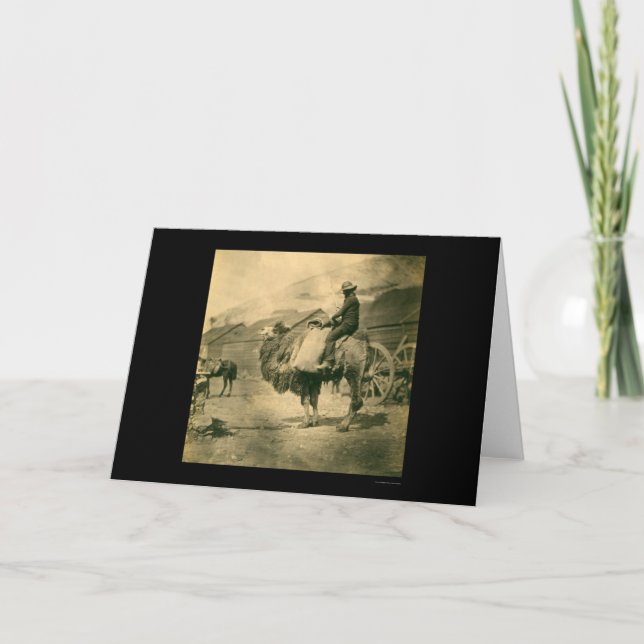 Cartão Soldado da Guerra da Crimeia em um Camelo 1855 (Frente)