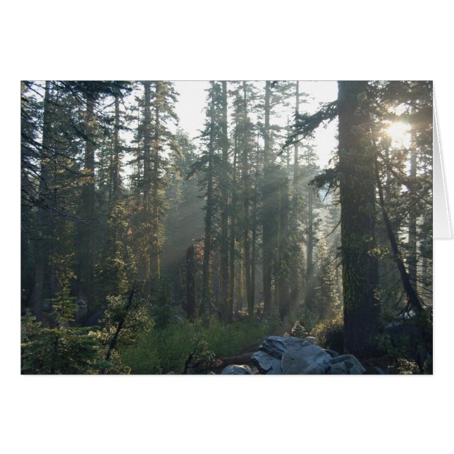 Cartão Solidão Sunlit (Frente Horizontal)