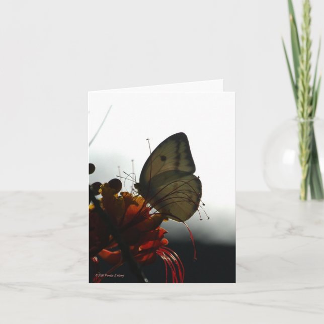 CARTÃO SOLITUDE 5 (Frente)