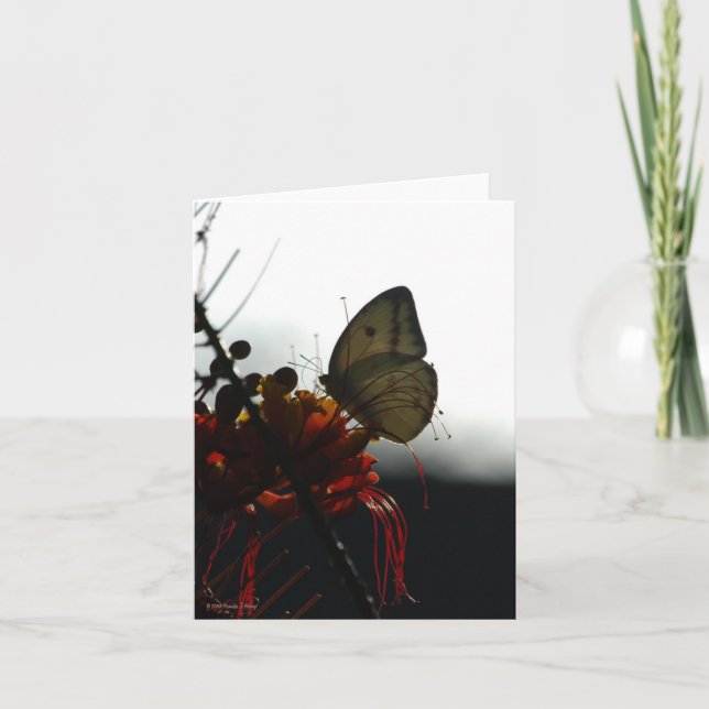 Cartão SOLITUDE 5a (Frente)