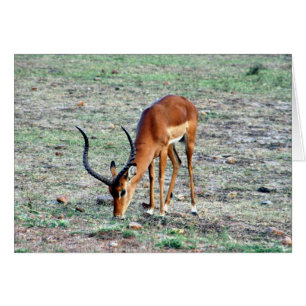 Cartão solo de gazela