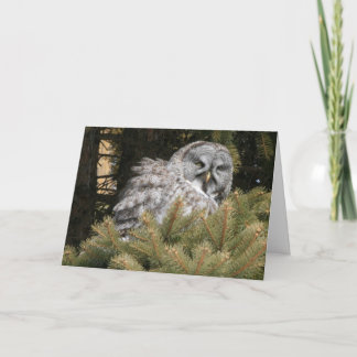 Cartão Solstice Card with Great Gray Owl