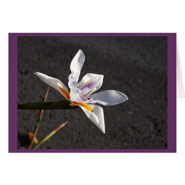 Cartão Solteiro Iris (Frente horizontal)