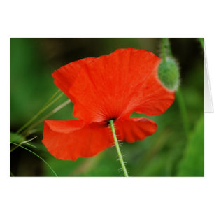 Cartão Solteiro Poppy por Steven Dale