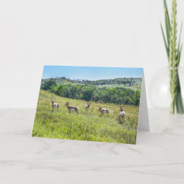 Cartão Solteiro Pronghorn Antelopes, Dakota do Sul