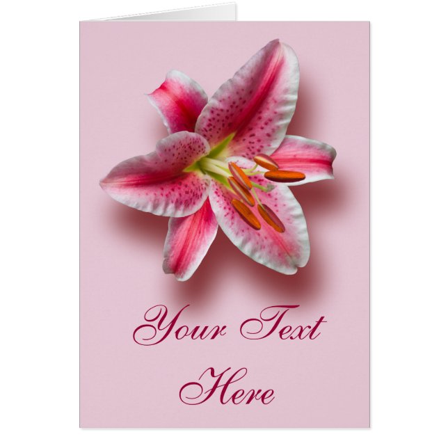 Cartão Solteiro rosa Stargazer Lily (Frente)