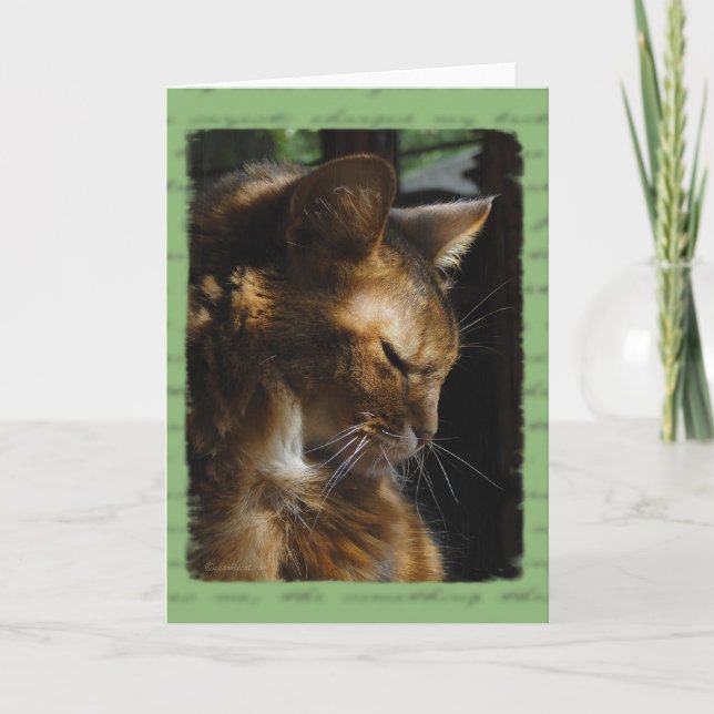 Cartão Somali Cat Sympathy Card (Frente)