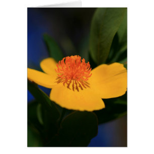 Cartão Sombra da Flor