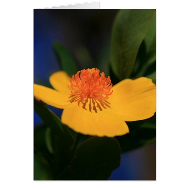 Cartão Sombra da Flor (Frente)