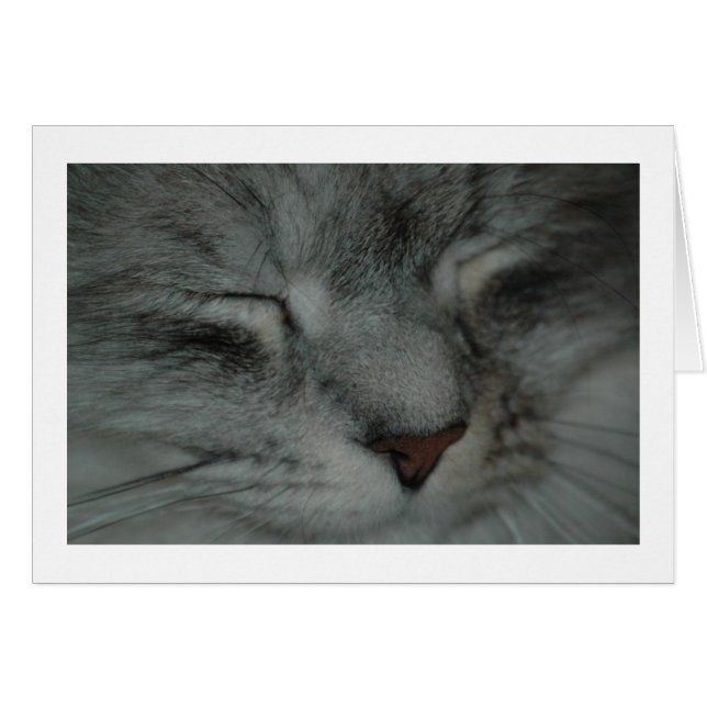 Cartão Soneca de gato (Frente horizontal)