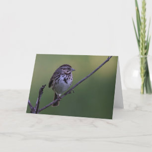 Cartão Song Sparrow