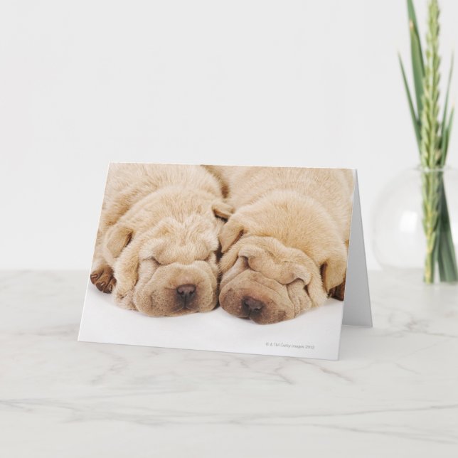 Cartão Sono de dois filhotes de cachorro de Shar Pei (Frente)