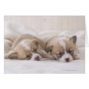 Cartão Sono do Corgi dois Galês