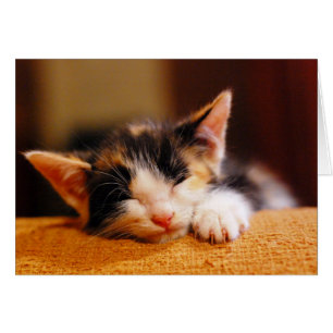 Cartão Sono pequeno do gatinho