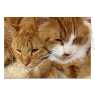 Cartão sonolento dos gatinhos do salvamento do