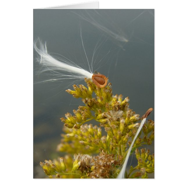 Cartão Soprando na brisa (Frente)
