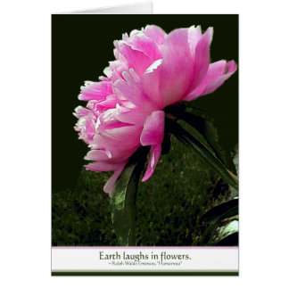 Cartão Sorbet Peony Card