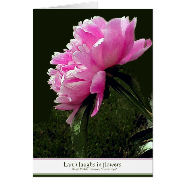 Cartão Sorbet Peony Card (Frente)