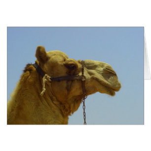 Cartão Sorria - cabeça de camelo e céu azul no Kuwait