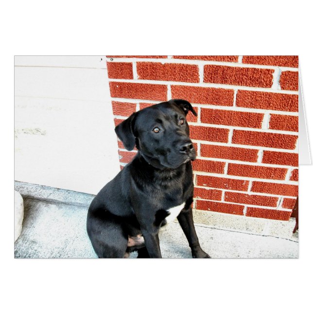 Cartão Sorria Para Nós Meia-Noite! (Frente Horizontal)