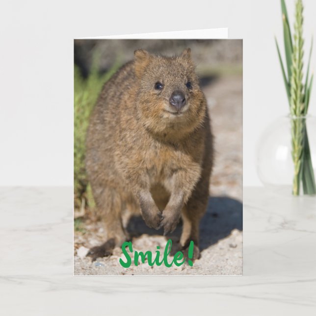 Cartão Sorria / Sai Bem Em Breve, Feliz Quokka, Austrália (Frente)