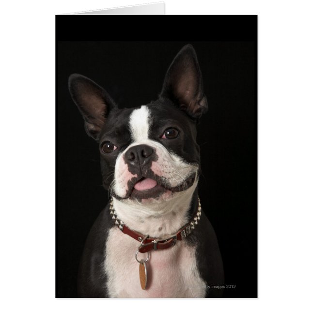 Cartão Sorrir de Boston Terrier (Frente)