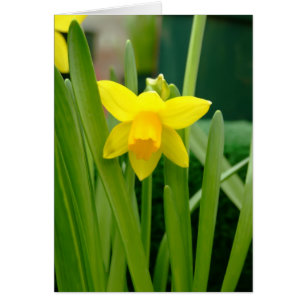 Cartão Sorriso do Daffodil