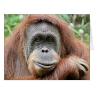 Cartão Sorriso Orangutan
