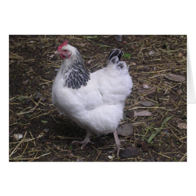 Cartão Sorte o Sussex Claro (Frente Horizontal)