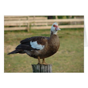 Cartão Sou um Seagull