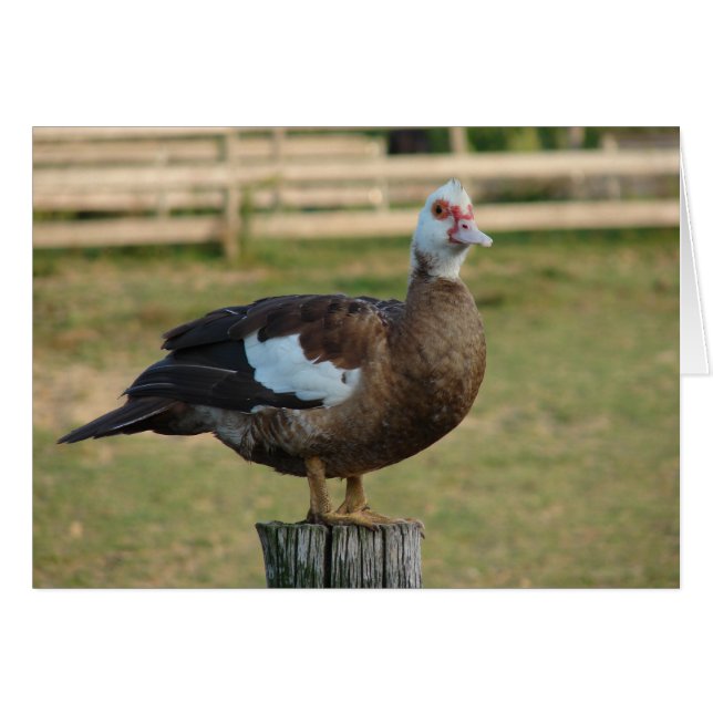 Cartão Sou um Seagull (Frente Horizontal)